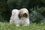 TERRIER DU TIBET 142